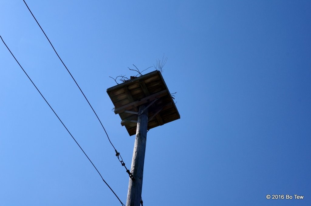 A bunch of these high poles with Ospreys making nest on them.